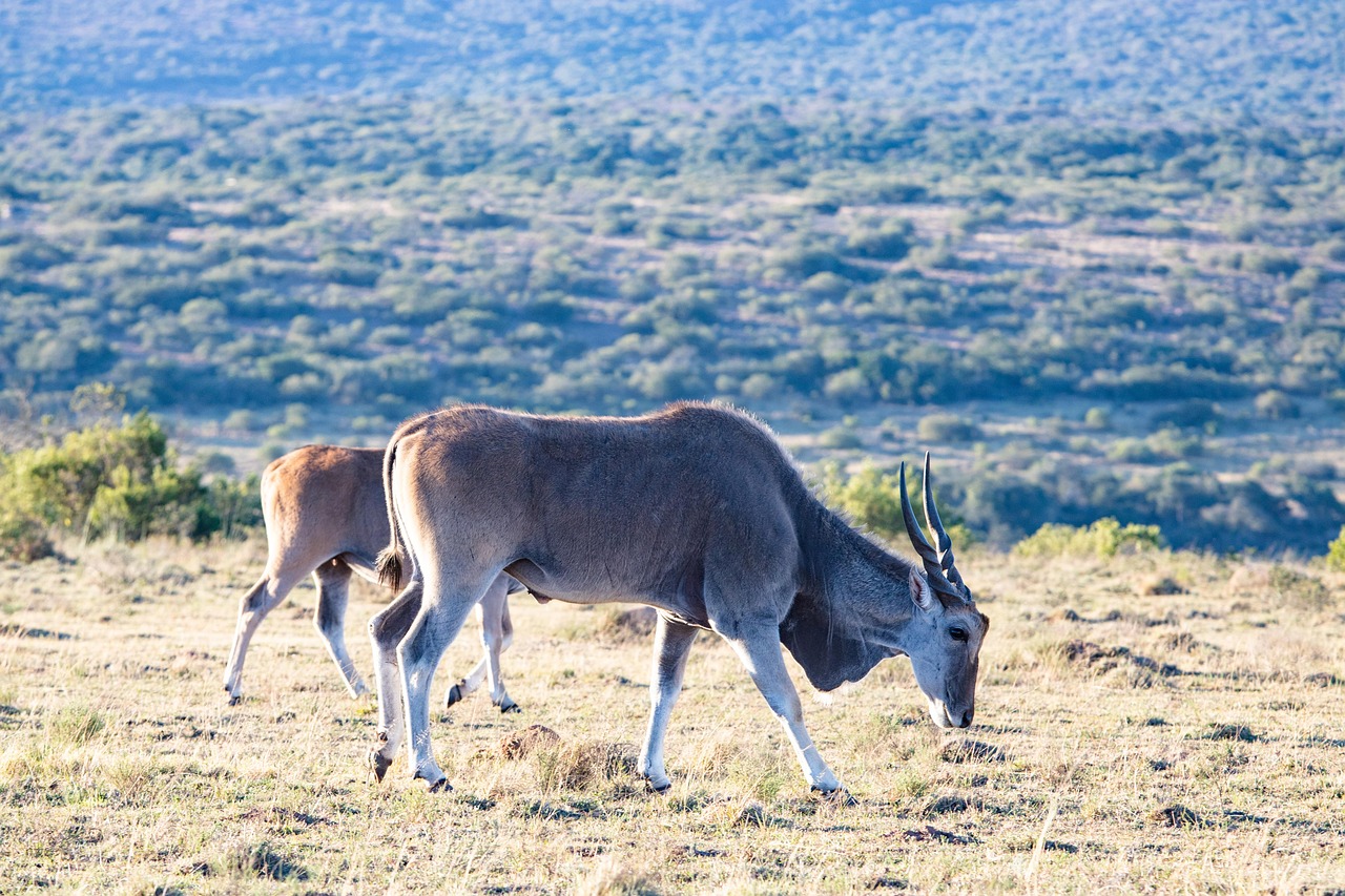 south-africa-4631515_1280.jpg